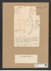 Entopyla ornata Grun. (de-Toni-Nr.: Genus 101, Species 3103) Zeichnungen Sammlung Grunow Nr. 6336 (NHMW-BOT-W0374975)